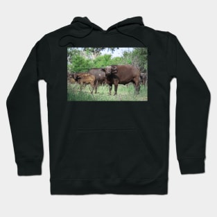 Buffalo & calf Hoodie